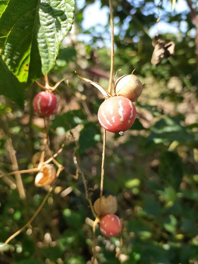 Diplocyclos palmatus fruit