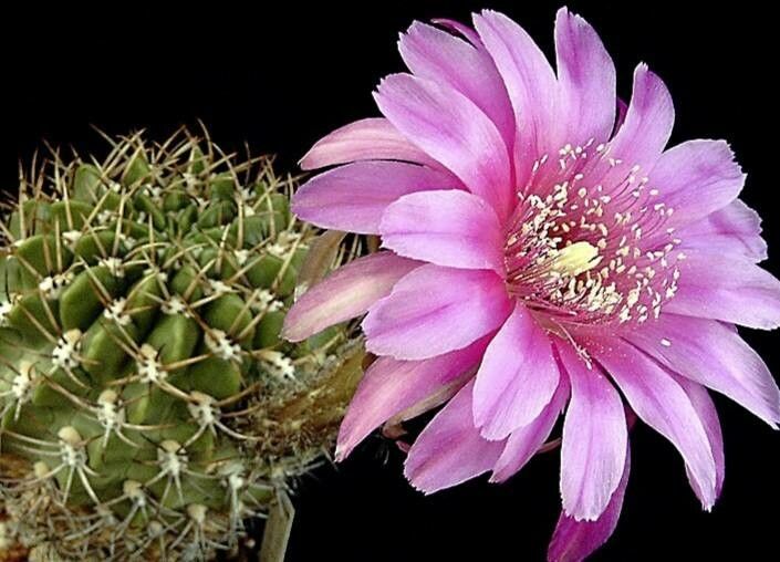 Lobivia obrepanda flower