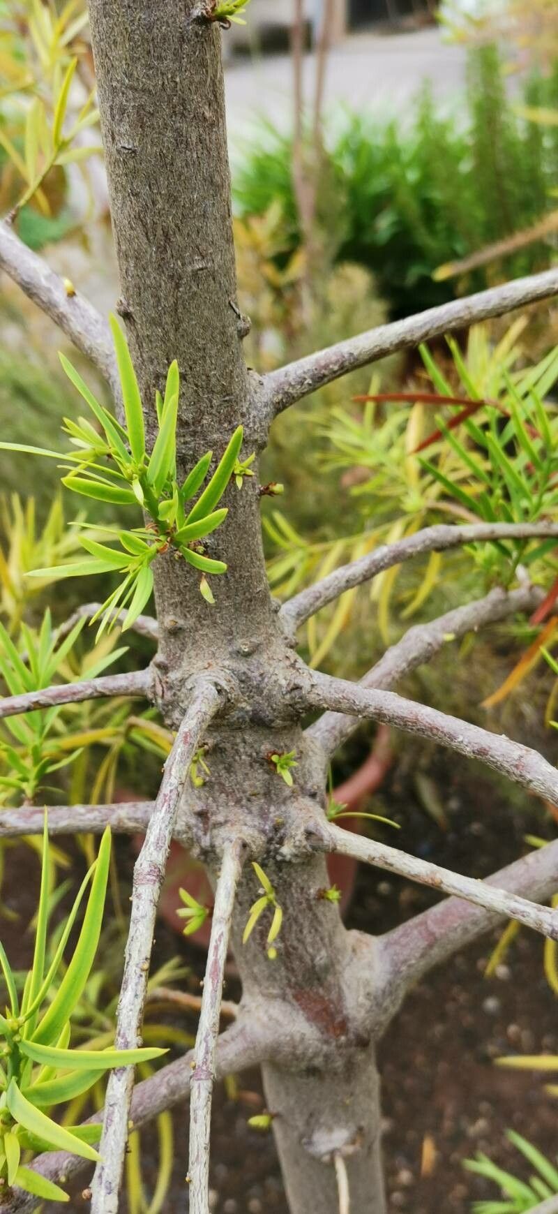 Grevillea cirsiifolia bark