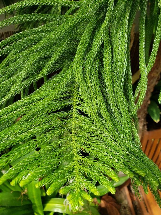 Araucaria nemorosa — search result for 'Araucaria'