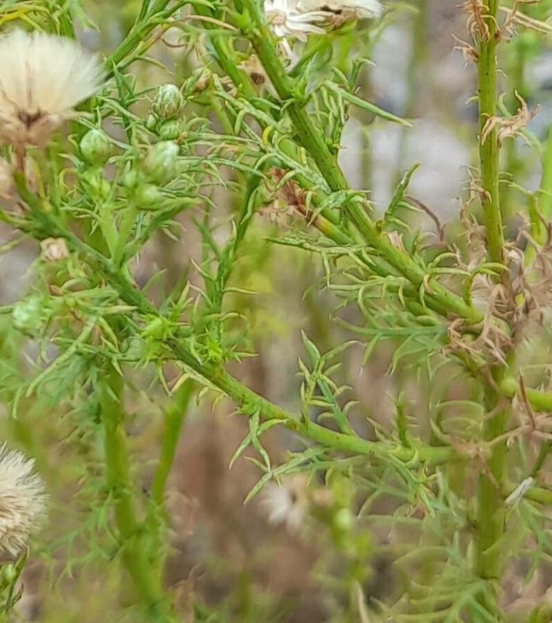 Baccharis ulicina — search result for 'Baccharis'