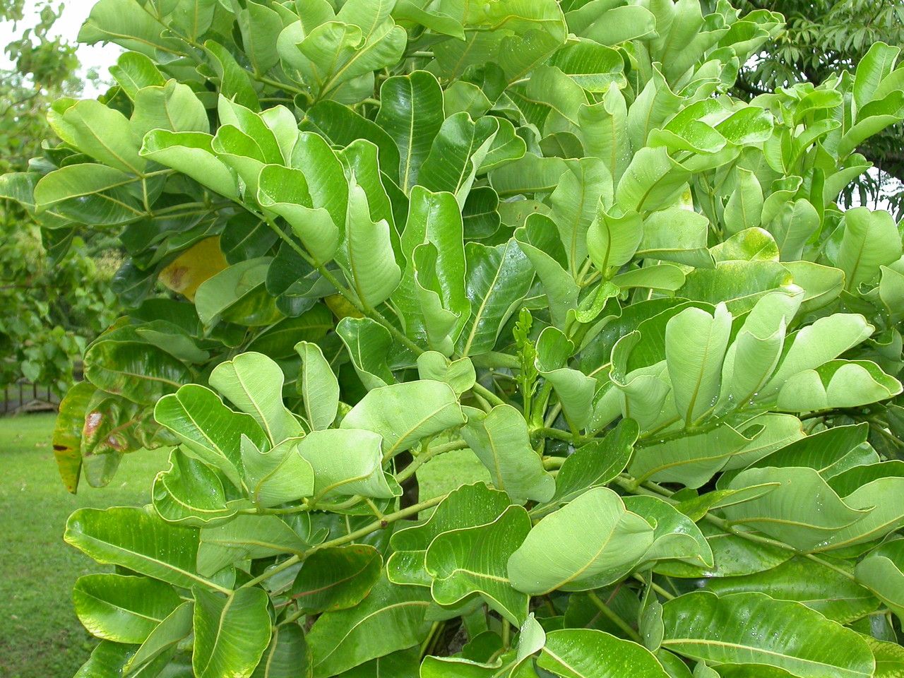 Polyscias cutispongia — search result for 'Polyscias'