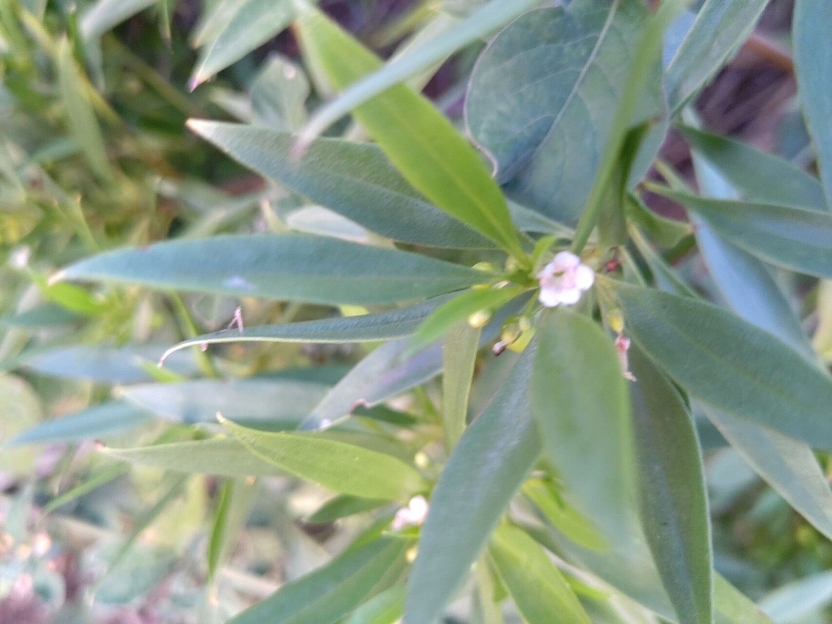 Myoporum mauritianum — houseplant care guide
