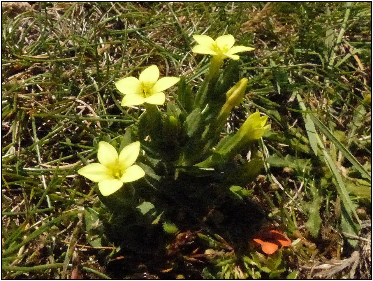 Centaurium maritimum flower