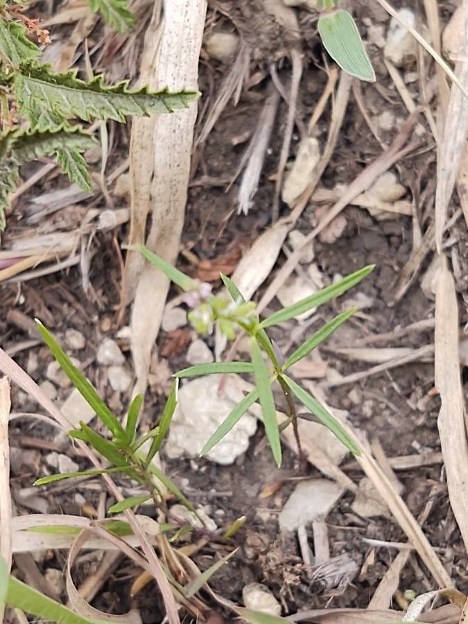 Polygala verticillata — search result for 'Polygala'