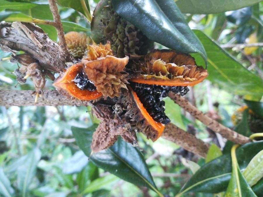 Pittosporum cherrieri fruit