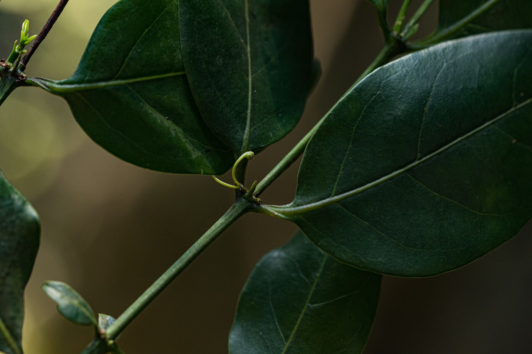 Psydrax kraussioides leaf