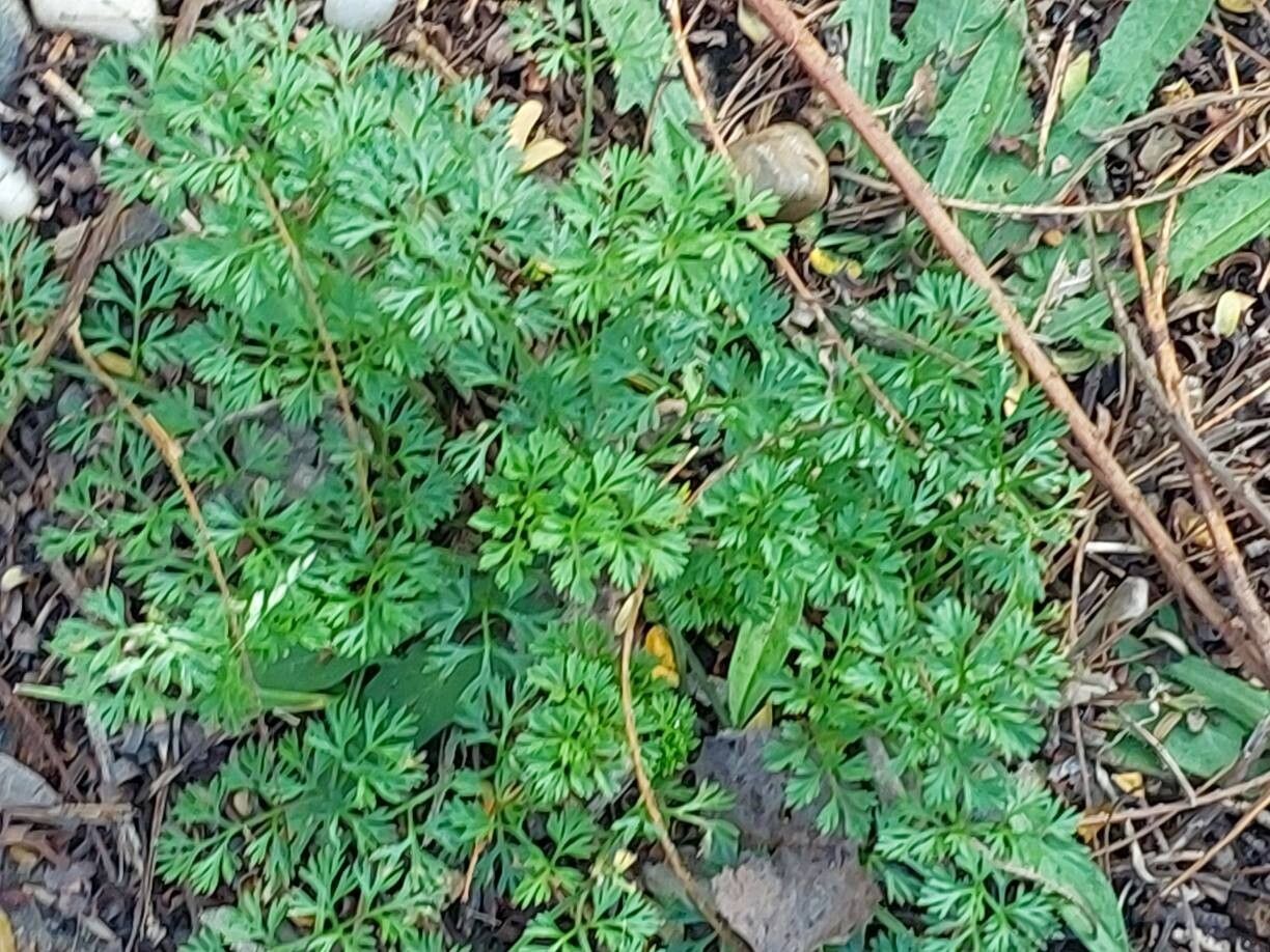 Daucus glochidiatus leaf