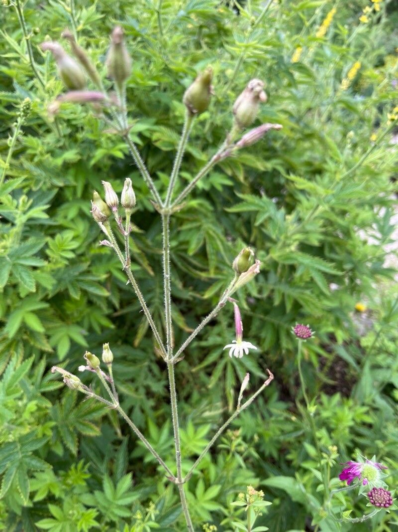 Silene viridiflora flower