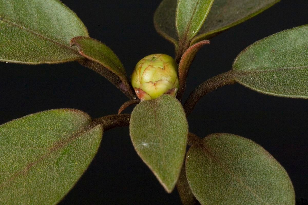 Rhododendron polyanthemum other