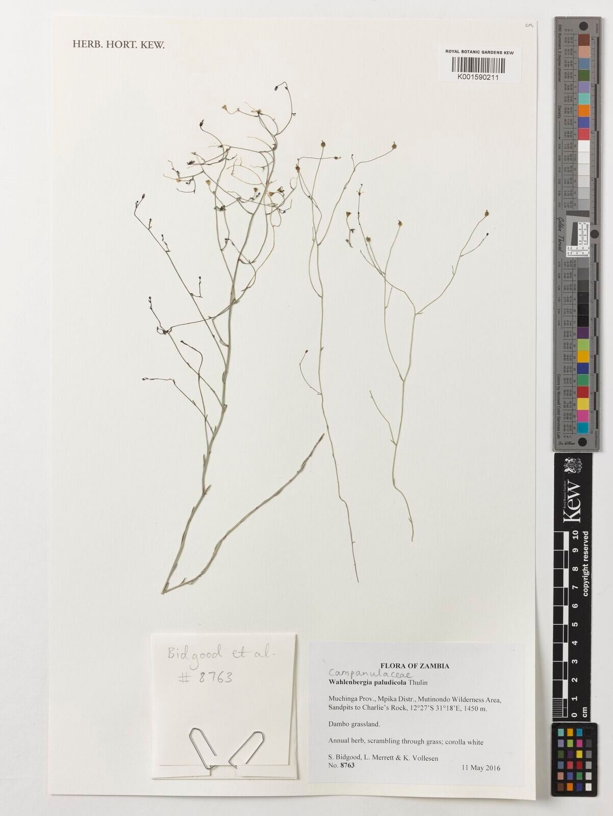 Wahlenbergia paludicola — houseplant care guide