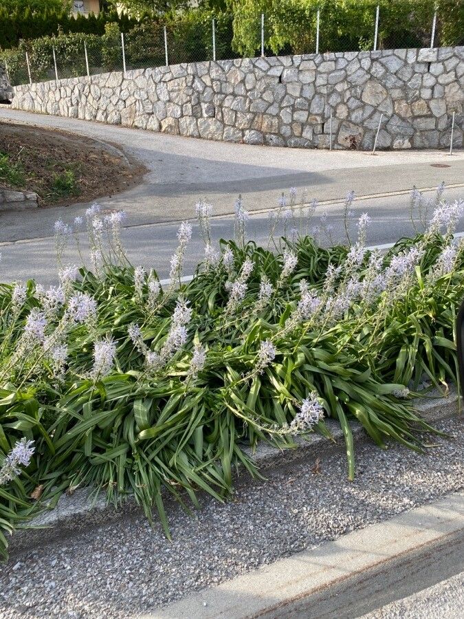 Camassia cusickii habit