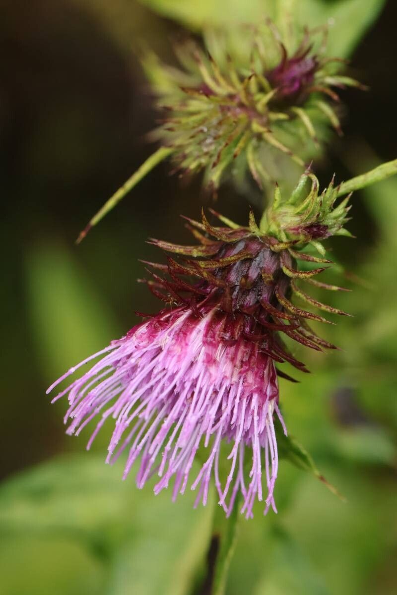 Cirsium shidokimontanum — search result for 'Cirsium'