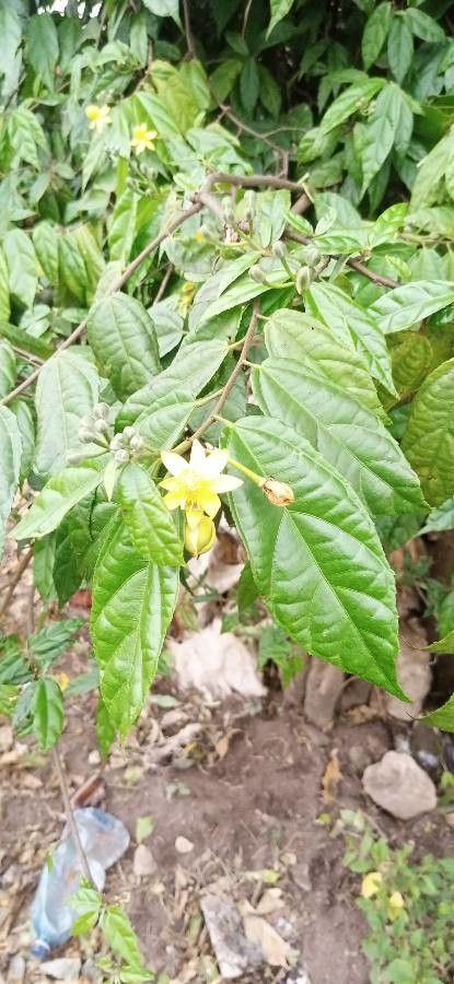 Grewia nervosa flower