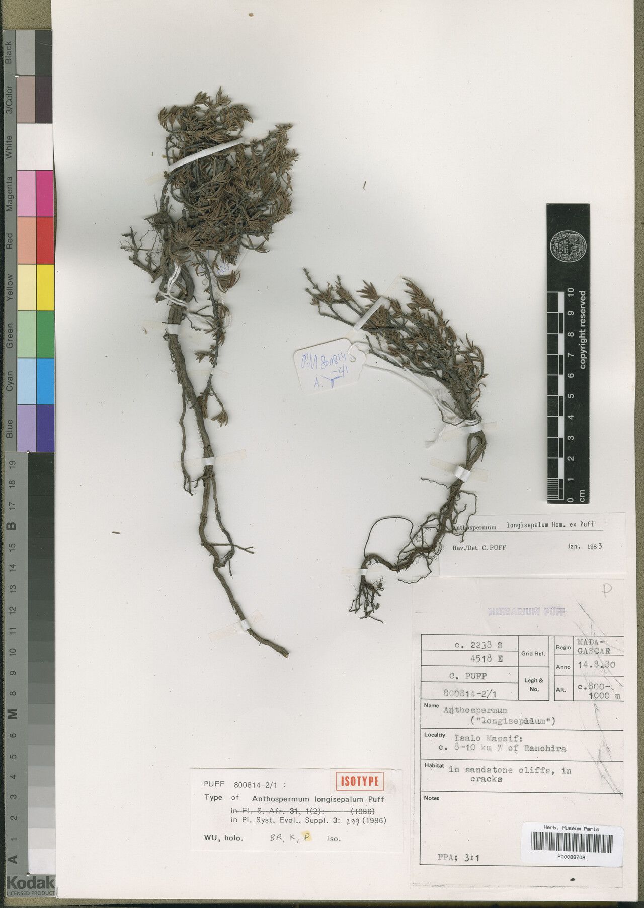 Anthospermum longisepalum — houseplant care guide