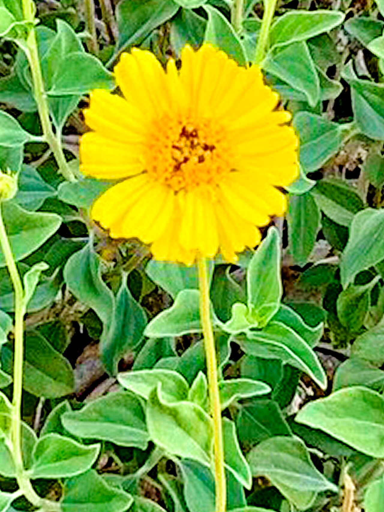 Encelia actoni — related species from the same genus