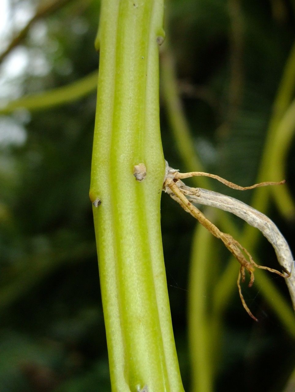 Selenicereus wercklei bark