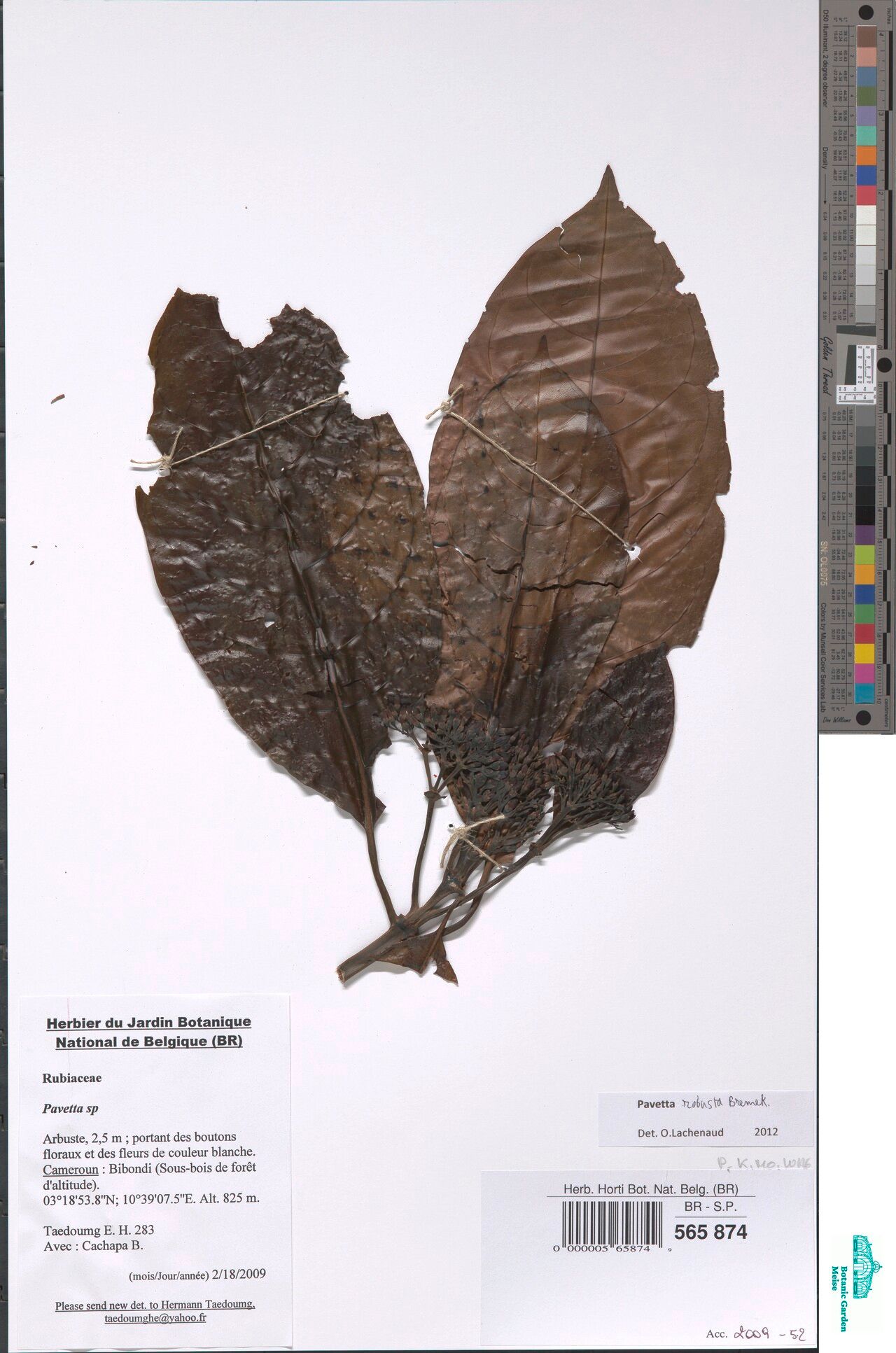 Pavetta robusta — houseplant care guide