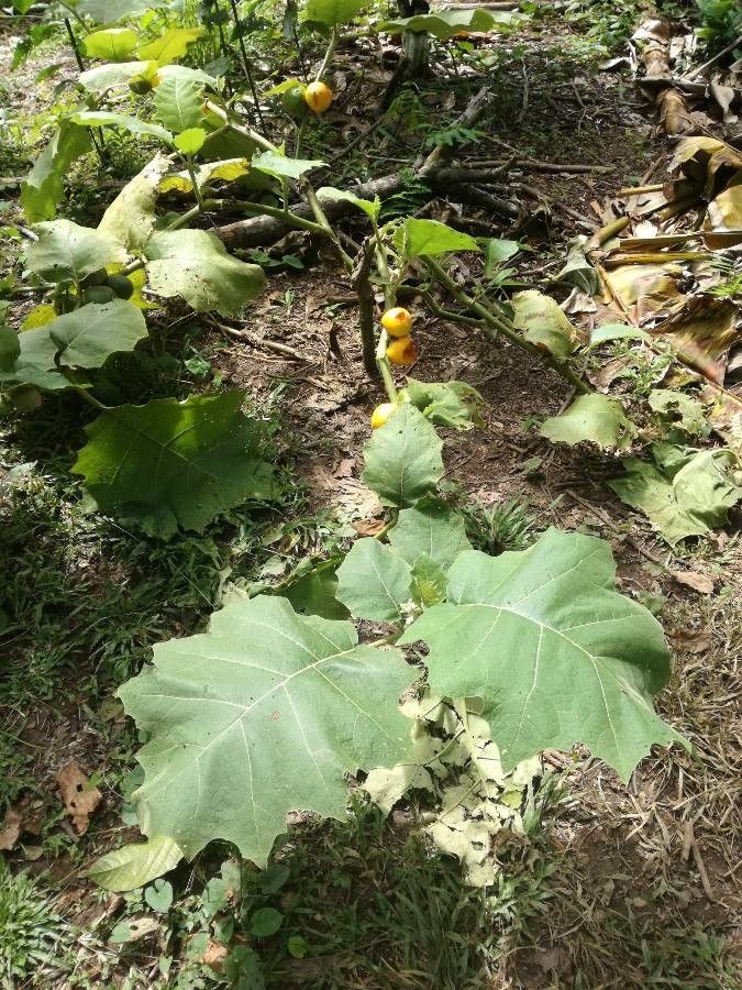 Solanum sessiliflorum leaf