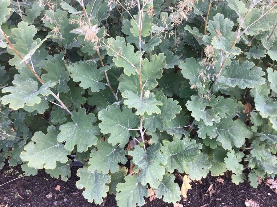 Glaucium fimbrilligerum — related species from the same genus