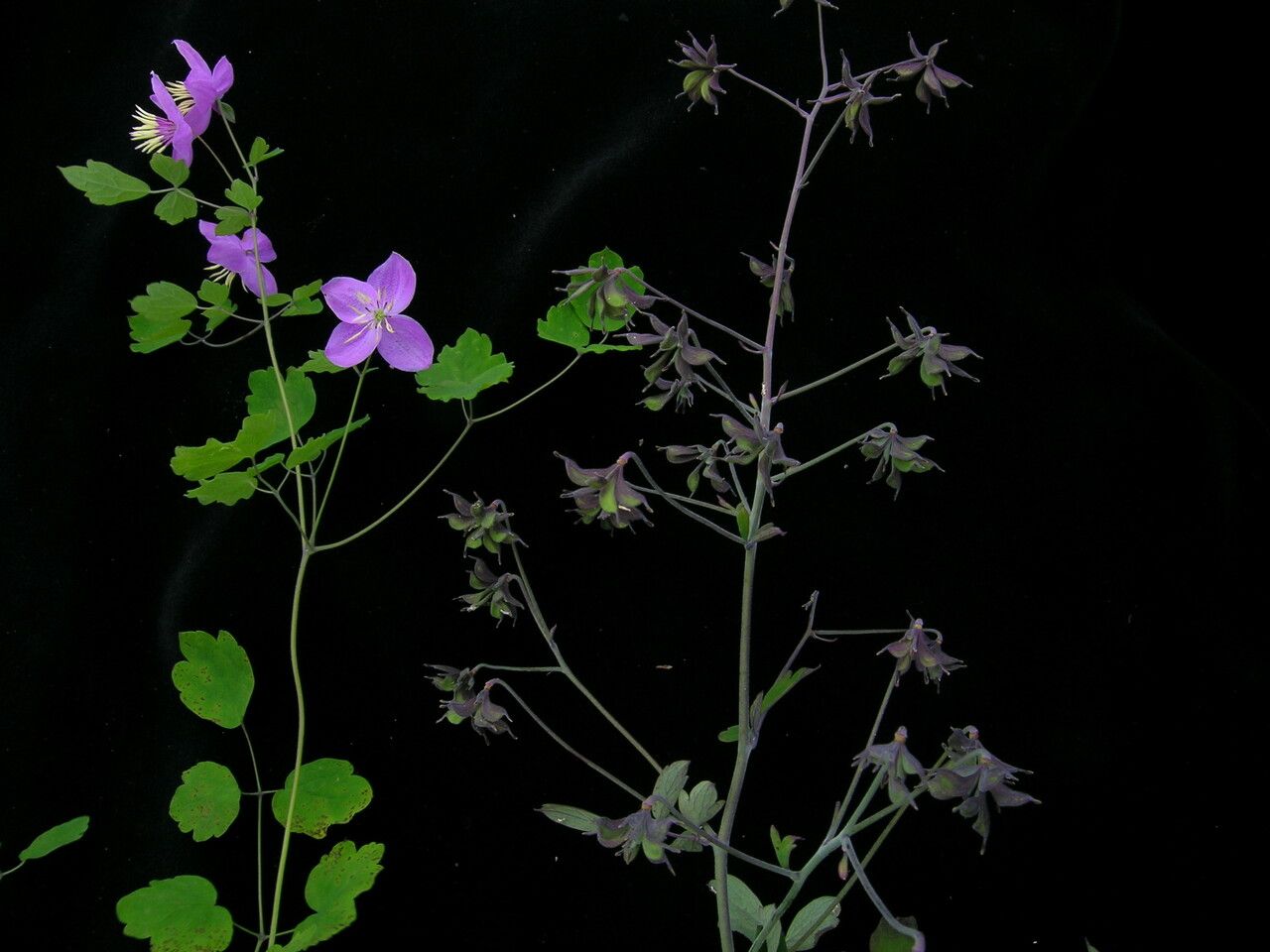 Thalictrum rostellatum habit