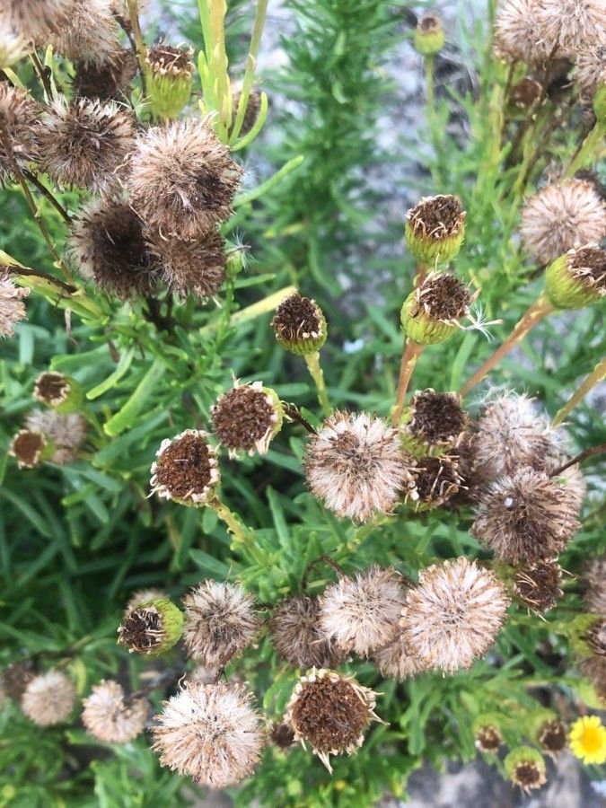 Limbarda crithmoides fruit