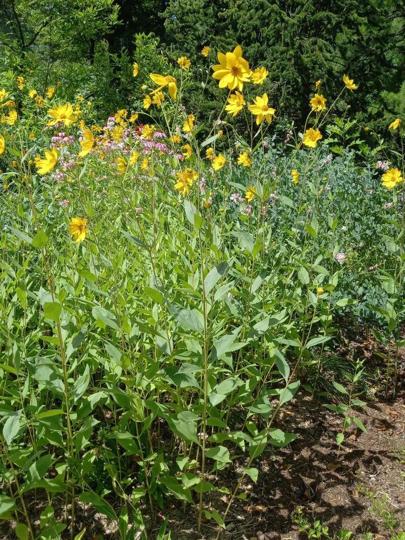 Helianthus atrorubens habit
