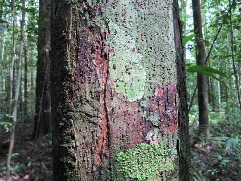 Eschweilera laevicarpa bark