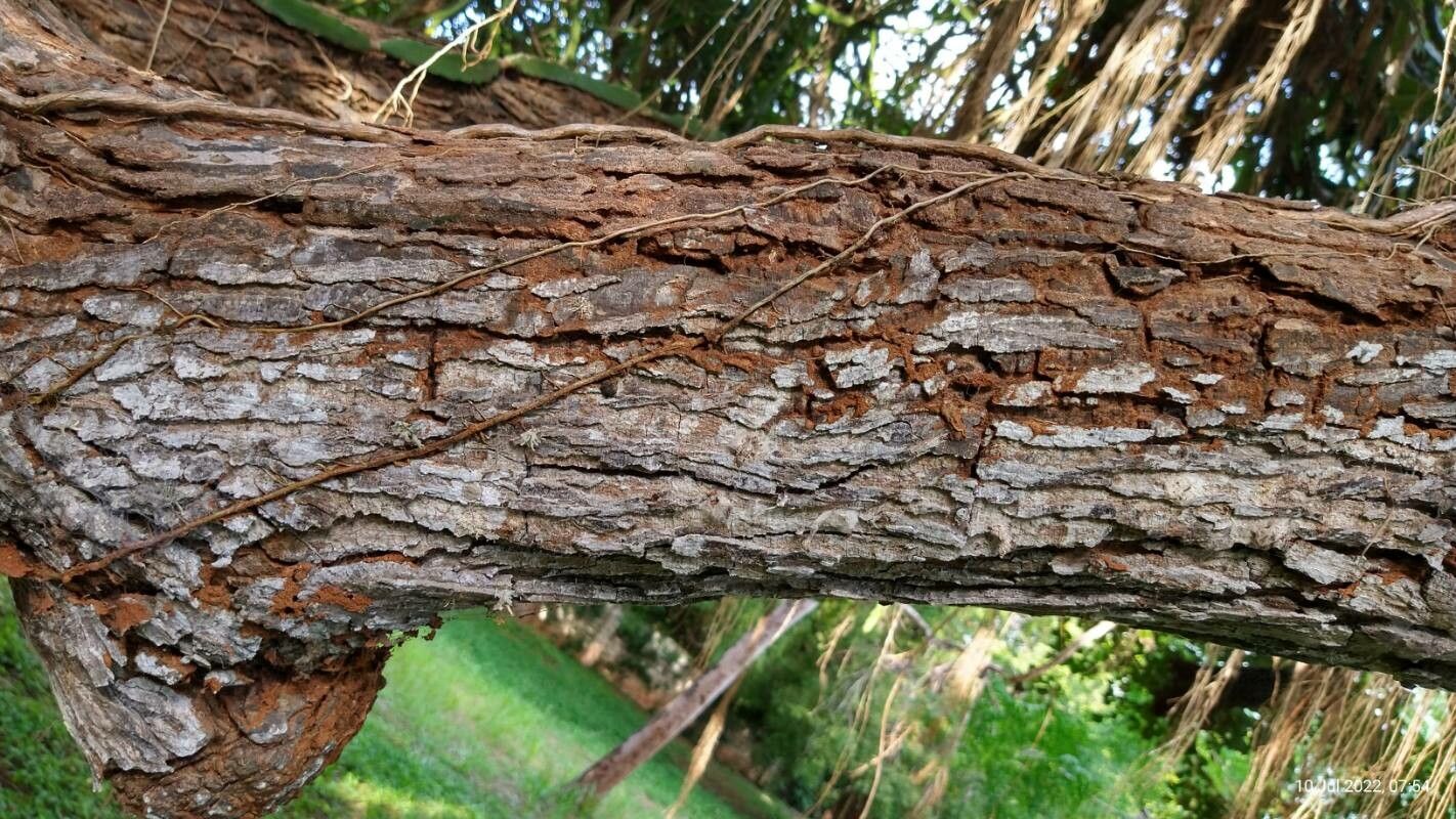 Lannea schweinfurthii bark