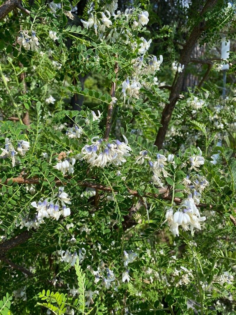 Sophora davidii flower