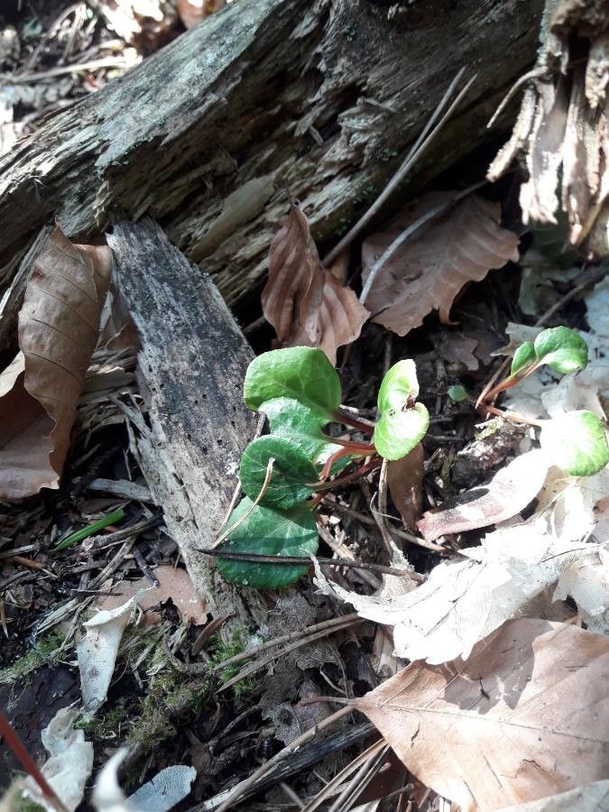 Pyrola chlorantha — search result for 'Pyrola'