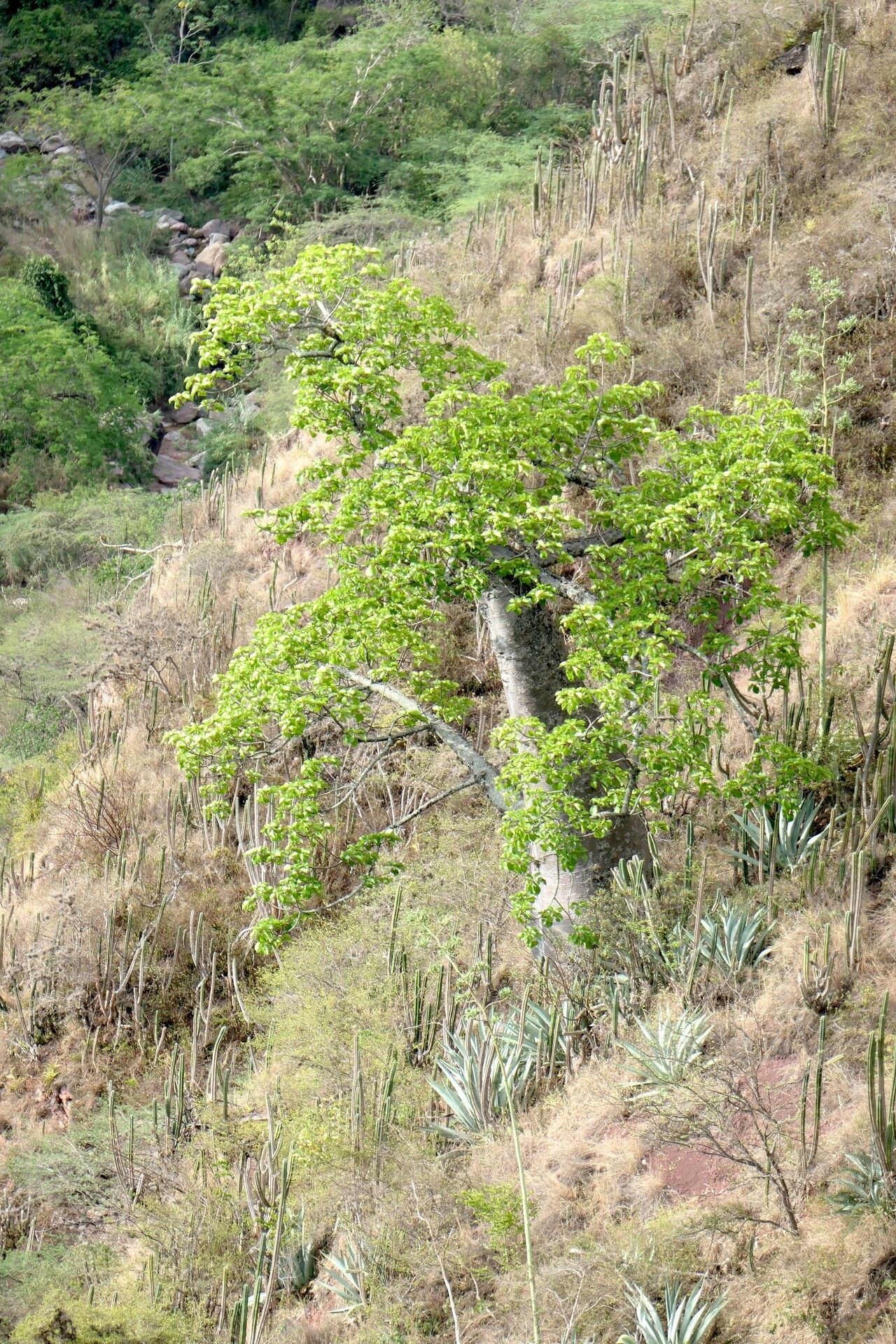 Cavanillesia chicamochae habit