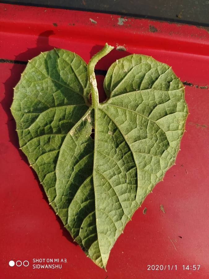 Trichosanthes dioica leaf
