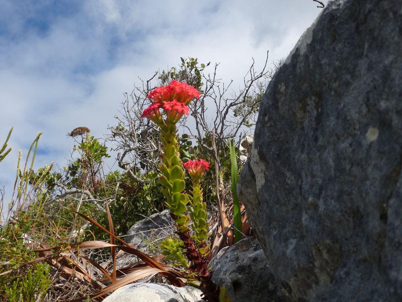 Crassula coccinea habit