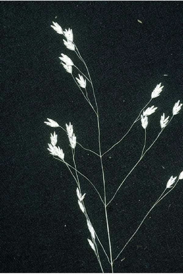 Poa autumnalis — search result for 'Poa'