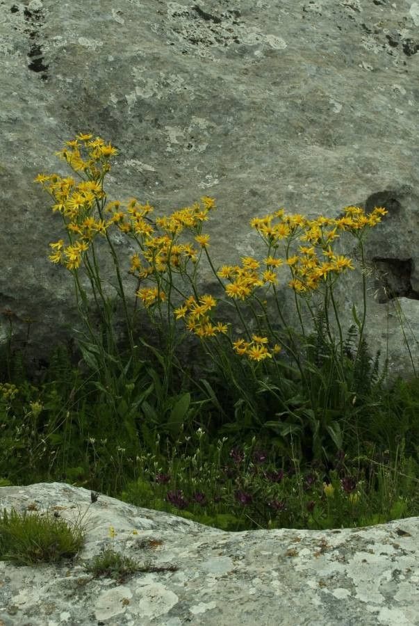 Tephroseris papposa — houseplant care guide