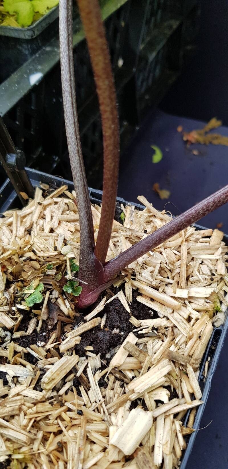 Helleborus × nigercors bark