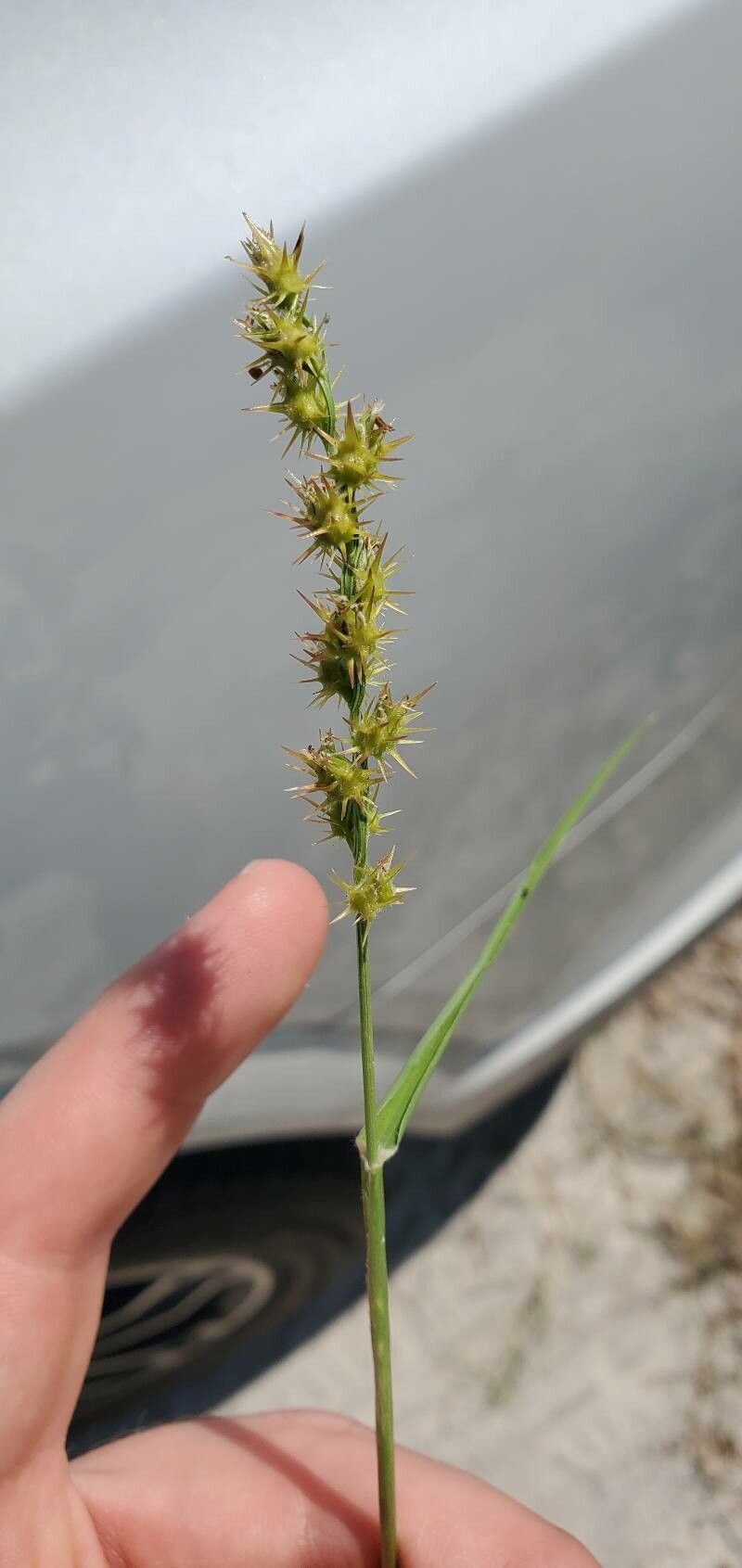 Cenchrus incertus — houseplant care guide