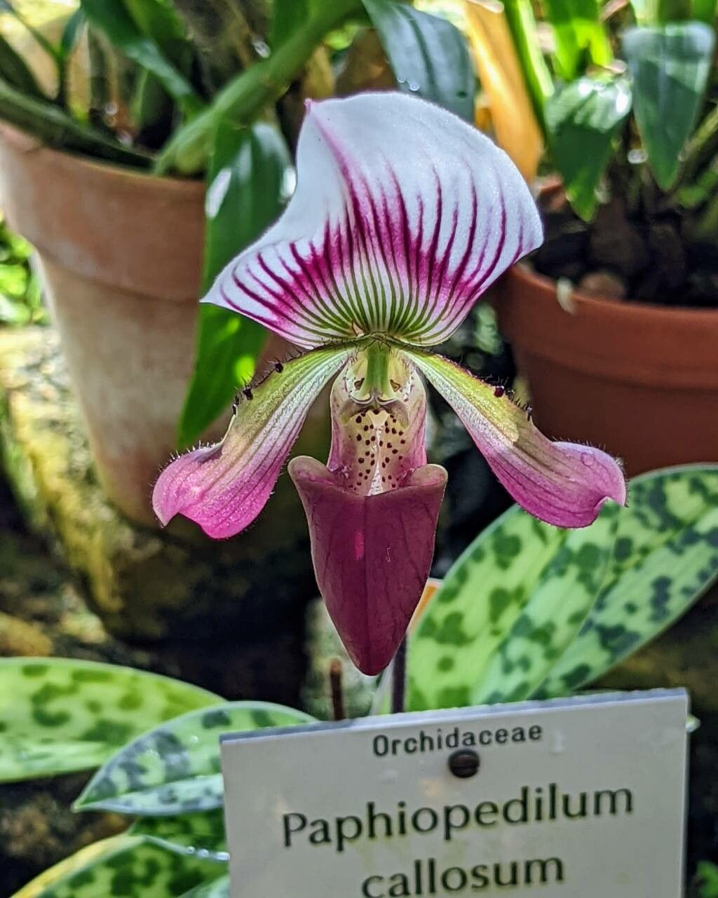 Paphiopedilum callosum flower