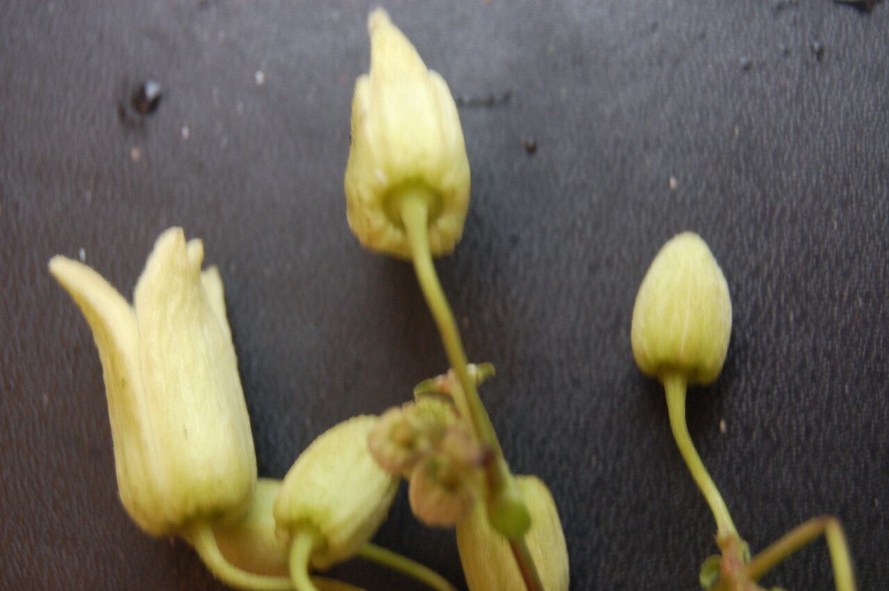 Clematis connata — search result for 'Clematis'