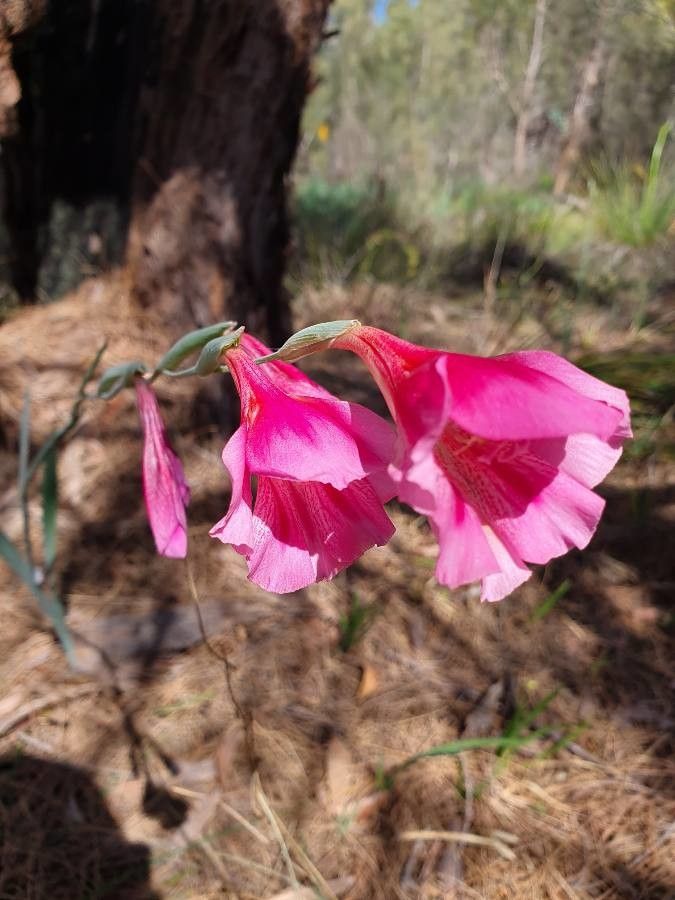 Gladiolus caryophyllaceus — search result for 'Gladiolus'