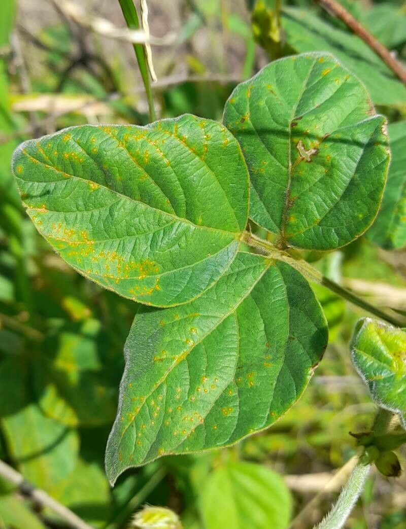 Macroptilium erythroloma — related species from the same genus