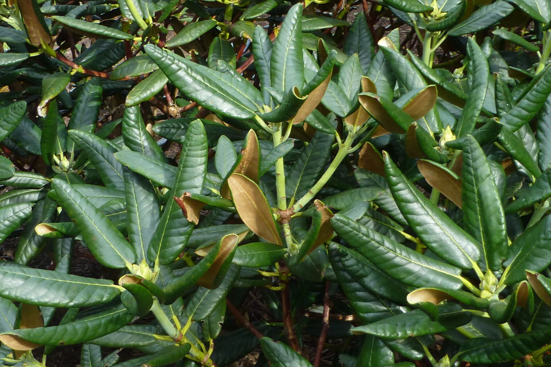 Rhododendron clementinae — houseplant care guide