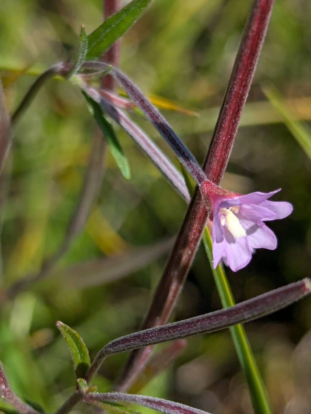 Epilobium nutans — search result for 'Epilobium'