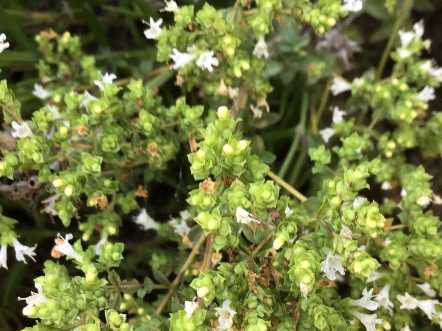 Campanula andrewsii — houseplant care guide
