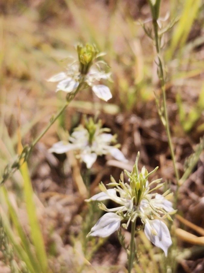Nigella arvensis flower