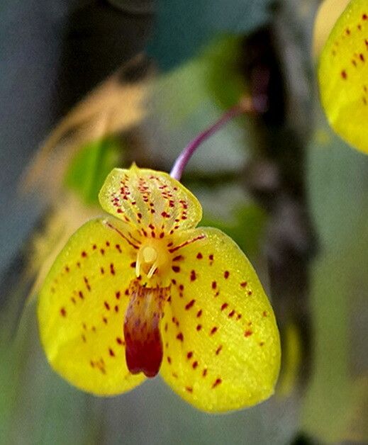 Bulbophyllum analamazoatrae — houseplant care guide