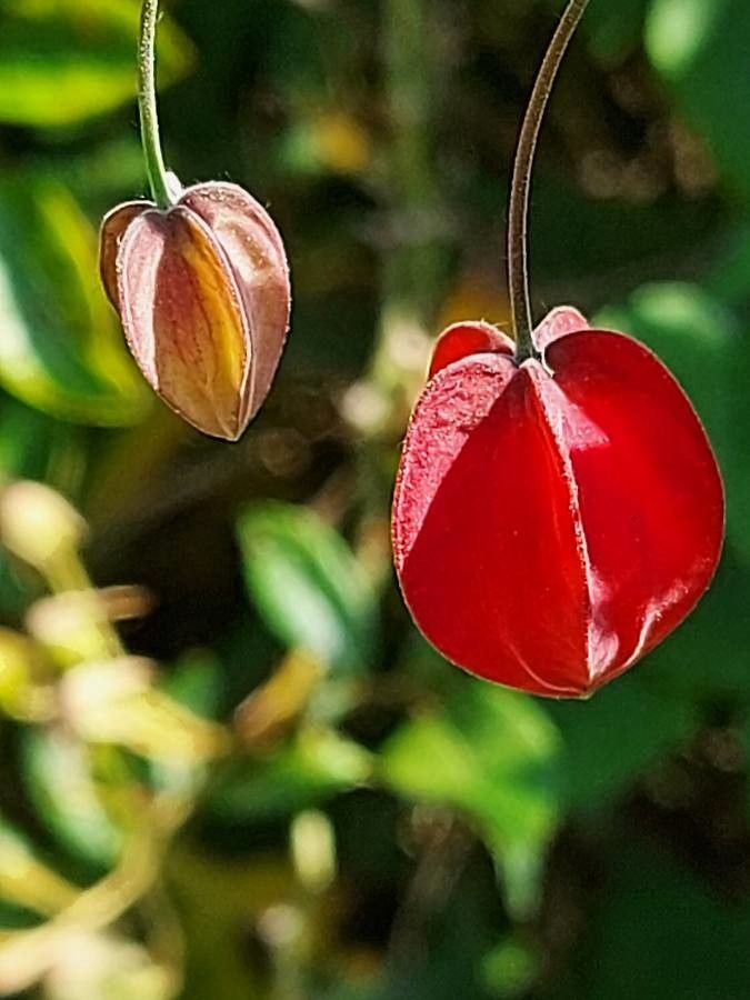 Abutilon megapotamicum fruit