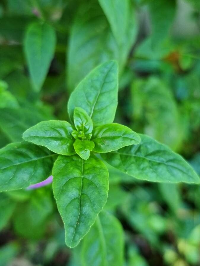 Dicliptera brachiata leaf
