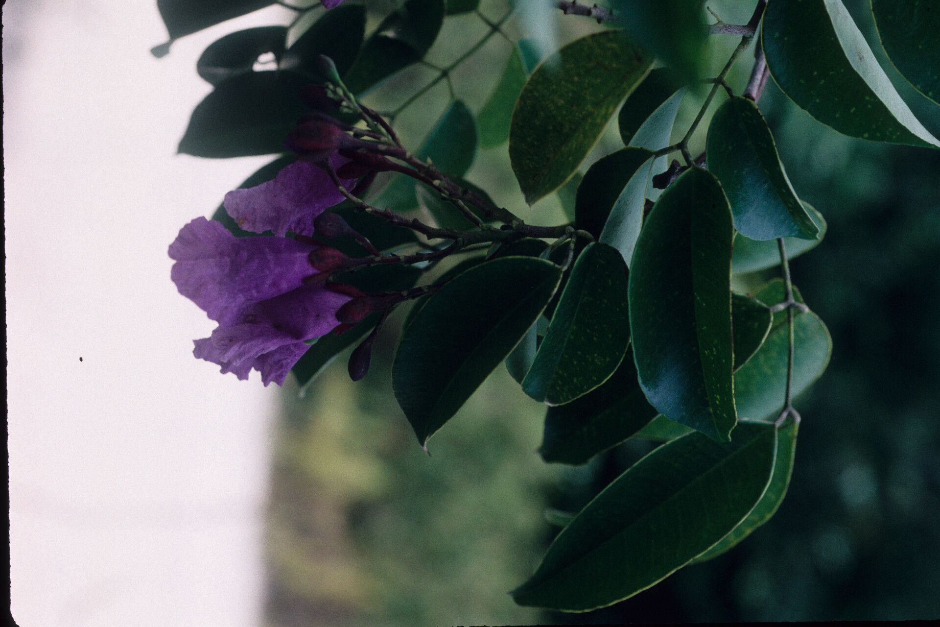 Eperua purpurea — houseplant care guide